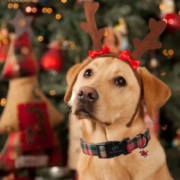 UP URARA PUP Christmas Dog Collar for Festive Dogs