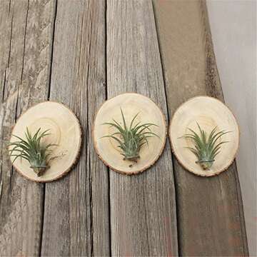 Natural Wooden Air Plant Holder Set - Danmu 3Pcs