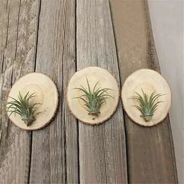 Natural Wooden Air Plant Holder Set - Danmu 3Pcs