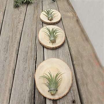Natural Wooden Air Plant Holder Set - Danmu 3Pcs