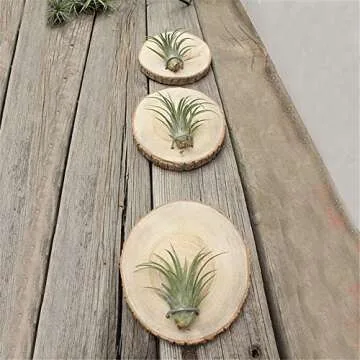 Natural Wooden Air Plant Holder Set - Danmu 3Pcs