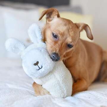 ZippyPaws Zp901 Storybook Snugglerz - Liam The Llama Dog Toy