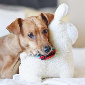 ZippyPaws Zp901 Storybook Snugglerz - Liam The Llama Dog Toy