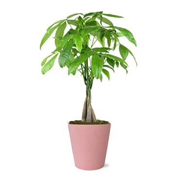 Easy Care Pink Pot Money Tree – Pet Friendly Air Purifying Plant