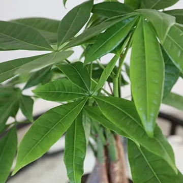 Easy Care Pink Pot Money Tree – Pet Friendly Air Purifying Plant