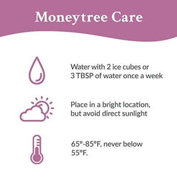 Easy Care Pink Pot Money Tree – Pet Friendly Air Purifying Plant