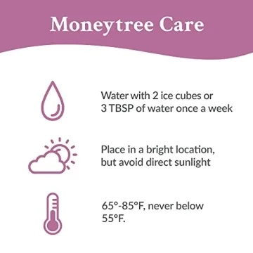 Easy Care Pink Pot Money Tree – Pet Friendly Air Purifying Plant