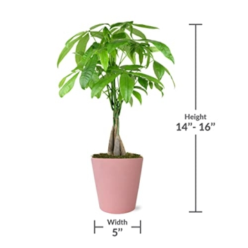 Easy Care Pink Pot Money Tree – Pet Friendly Air Purifying Plant