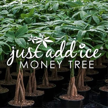 Easy Care Pink Pot Money Tree – Pet Friendly Air Purifying Plant