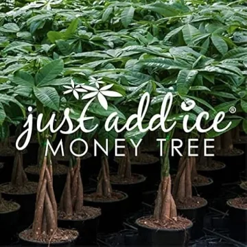 Easy Care Pink Pot Money Tree – Pet Friendly Air Purifying Plant