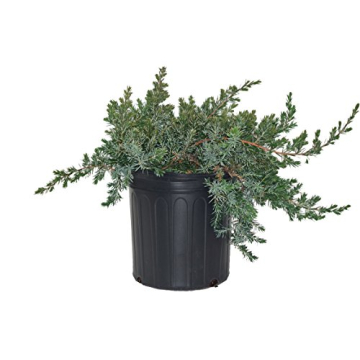 Blue Pacific Juniper (Juniperus Conferta 'Blue Pacific') - Live Potted Plant in Trade 2 Gallon Pot, ...