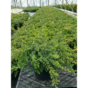 Blue Pacific Juniper Live Potted Plant Stunning Evergreen