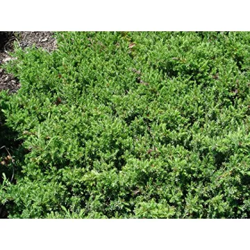 Blue Pacific Juniper Live Potted Plant Stunning Evergreen