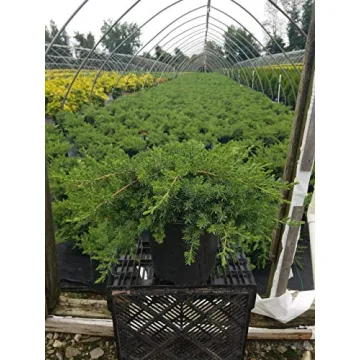 Blue Pacific Juniper Live Potted Plant Stunning Evergreen