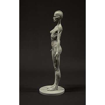 3dtotal Female Anatomy Figure: 10.5-inch Anatomical Reference for Artists (Grey)