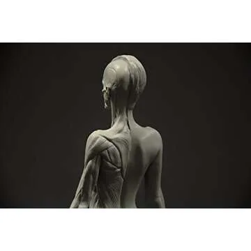 3dtotal Female Anatomy Figure: 10.5-inch Anatomical Reference for Artists (Grey)