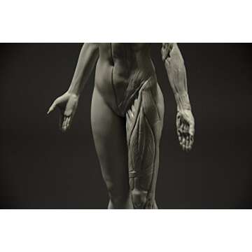 3dtotal Female Anatomy Figure: 10.5-inch Anatomical Reference for Artists (Grey)