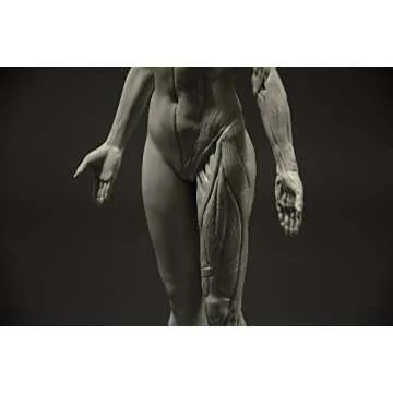 3dtotal Female Anatomy Figure: 10.5-inch Anatomical Reference for Artists (Grey)