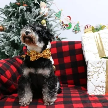 Lionet Paws Stylish Dog Collar with Bowtie for Thanksgiving