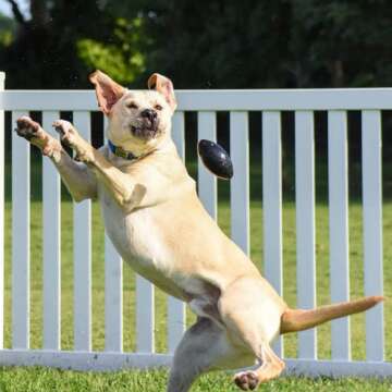 Monster K9 Indestructible Dog Toy for Aggressive Chewers