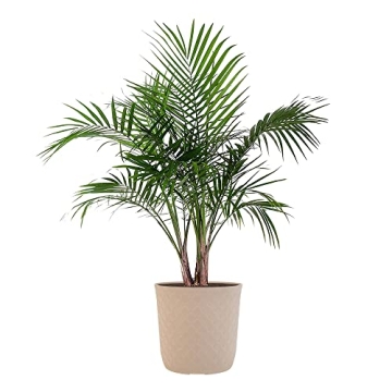Majesty Palm Live Plant - Beautiful Indoor Outdoor 3ft Palm