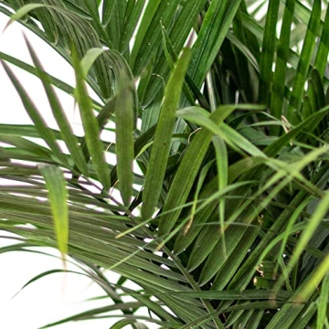 Majesty Palm Live Plant - Beautiful Indoor Outdoor 3ft Palm