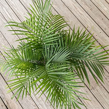 Majesty Palm Live Plant - Beautiful Indoor Outdoor 3ft Palm