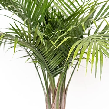 Majesty Palm Live Plant - Beautiful Indoor Outdoor 3ft Palm