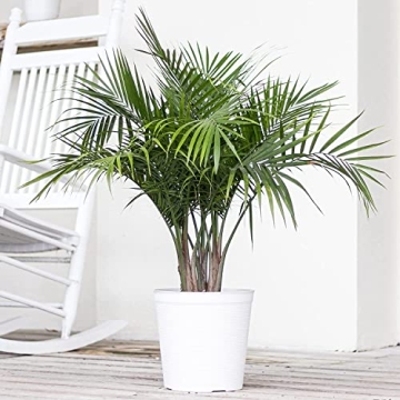 Majesty Palm Live Plant - Beautiful Indoor Outdoor 3ft Palm