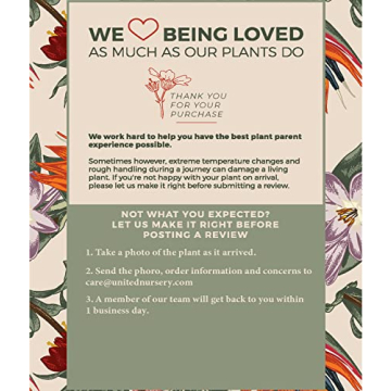 Majesty Palm Live Plant - Beautiful Indoor Outdoor 3ft Palm