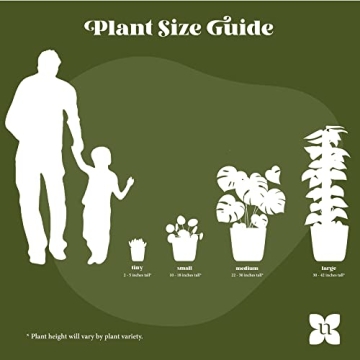 Majesty Palm Live Plant - Beautiful Indoor Outdoor 3ft Palm