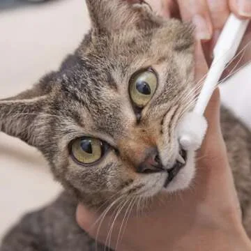 MIND UP Cat Toothbrush | 360-Degree Design for Cats and Dogs
