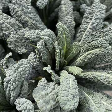 Sereniseed Certified Organic Leafy Greens Lettuce Seeds Collection (10-Pack) – 100% Non GMO, Open Pollinated – Grow Guide