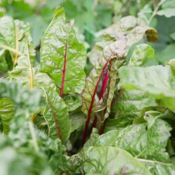 Sereniseed Certified Organic Leafy Greens Lettuce Seeds Collection (10-Pack) – 100% Non GMO, Open Pollinated – Grow Guide