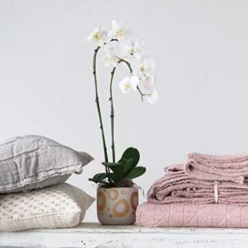 Creative Co-Op Cotton Stitched Bed Cover with 2 Patterned Shams, King, Cream Color & Grey, Set of 3 Bedspread, 3