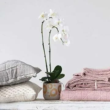 Creative Co-Op Cotton Stitched Bed Cover with 2 Patterned Shams, King, Cream Color & Grey, Set of 3 Bedspread, 3