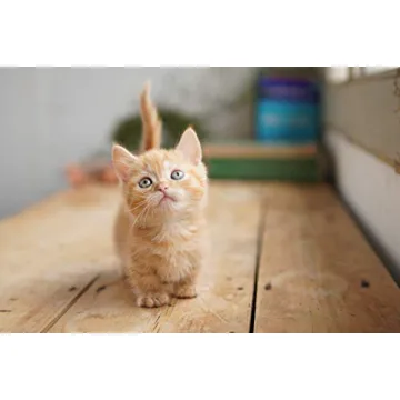 Sony Alpha A6100 Mirrorless Camera Bundle for Enthusiasts