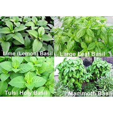 This is A Mix 100 Basil Mix Seeds 12 Varieties Heirloom Non-GMO, Mixed Seeds, Fragrant Italian Thai ...