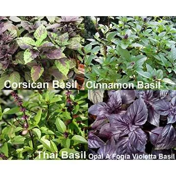 Basil Mix Seeds 12 Varieties Non-GMO Heirloom Herbs