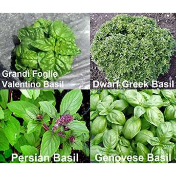 Basil Mix Seeds 12 Varieties Non-GMO Heirloom Herbs