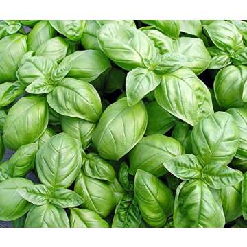 Basil Mix Seeds 12 Varieties Non-GMO Heirloom Herbs