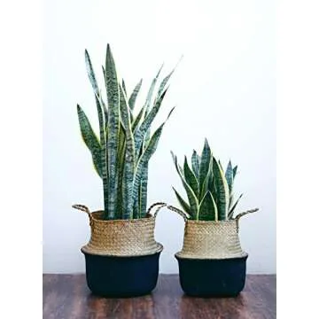 POTEY 710301 Seagrass Plant Basket - Hand Woven Belly Basket with Handles, Middle Storage Laundry, Picnic, Plant Pot Cover, Home Decor and Woven Straw Beach Bag (Middle, Original+Black)