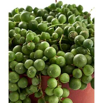 Shop Succulents 2 PK-6 Hand Selected String of Pearls & Burrito Sedum Variety Hanging Collection