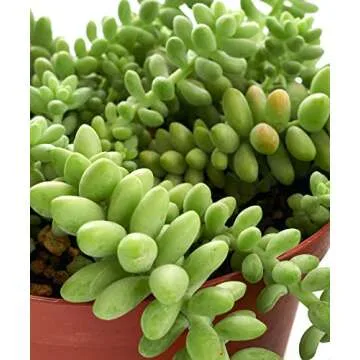 Shop Succulents 2 PK-6 Hand Selected String of Pearls & Burrito Sedum Variety Hanging Collection