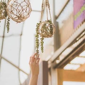 Shop Succulents 2 PK-6 Hand Selected String of Pearls & Burrito Sedum Variety Hanging Collection