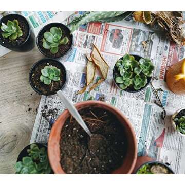 Shop Succulents 2 PK-6 Hand Selected String of Pearls & Burrito Sedum Variety Hanging Collection