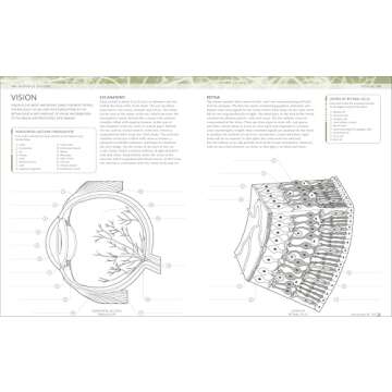 Human Body Coloring Book: Ultimate Anatomy Guide