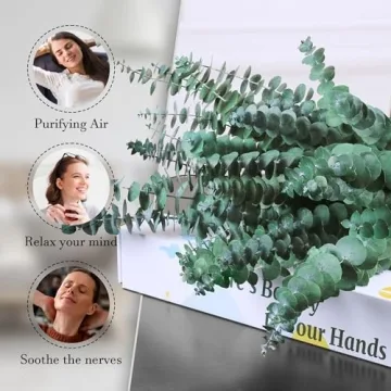 Preserved Eucalyptus Stems - 30Pcs for Home Decor & Relaxation