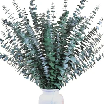 Preserved Eucalyptus Stems - 30Pcs for Home Decor & Relaxation