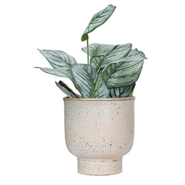 Creative Co-Op Unique Champagne Planter for Home Decor